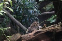 Fabeln - Besuch im Zoo